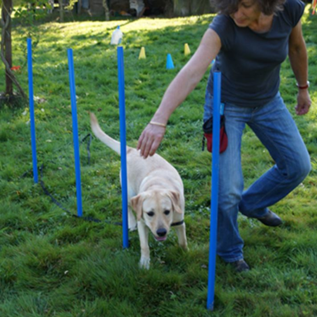 Des chiens et des hommes éducateur canin Education Canine Promenades Comportement de votre animal Formations